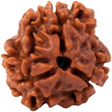 AstroSage Teen Mukhi / Three Faced Rudraksha