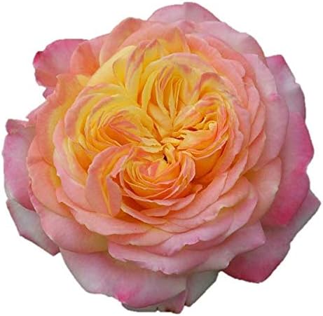 バラ苗 コルデスジュビリー 国産新苗4号ポリ鉢 つるバラ 返り咲き 複色系 Cl 正規品