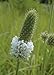 White Prairie Clover (Dalea candida), 250 Certified Pure Live Seed, True Native Seed