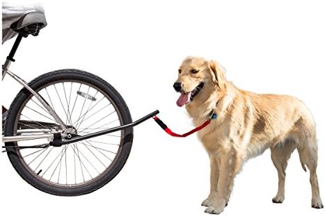 best dog food for old dogs