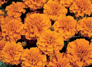 Image result for little hero marigold