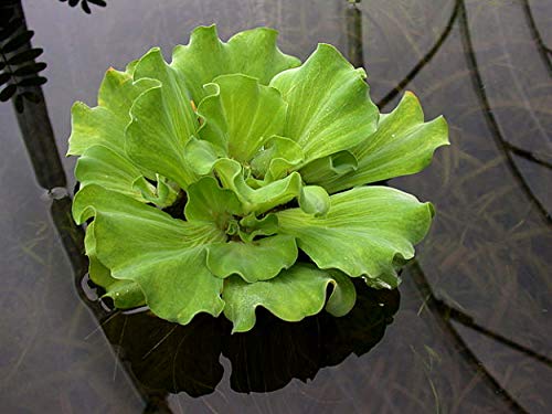 Aquatic Discounts 3 Large Water Lettuce - Live Floating Plant for Your Aquarium or Pond - Thumbnail 4
