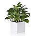 Greenaholics Square White Plant Pot - 5.5 Inch Small Ceramic Flower Planter Indoor Container for Succulents, Cactus and Orchids with No Drainage Hole