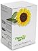 Window Garden Mini Sunflower Kit