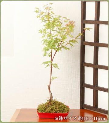 Amazon Co Jp 敬老の日 盆栽 鉢植え プレミアシリーズ 敬老の日 盆栽 フラワーギフト 紅葉皿盆栽big 定型メッセージカード 産直出荷 お届け先地域によっては別途送料がかかる場合があります Diy 工具 ガーデン