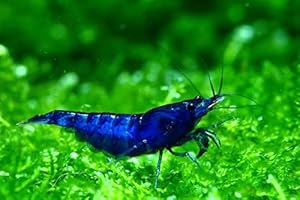 ShrimpRack™ 10 Blue Dream Neocaridina Freshwater Aquarium Shrimps 1/4 to 1/2 inch Long Live Arrival