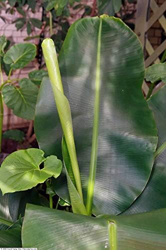 Musa Dwarf Puerto Rican Banana Tree (8 Starter Plants)