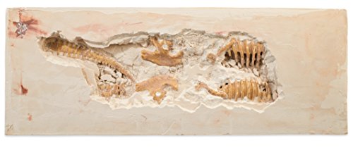 Dig It Up! Tyrannosaurus Rex