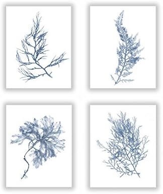 French Blue Set of Four 8x10 Inch Seaweed Prints No. 2, 11, 12, and 15, Coastal Decor Print Set
