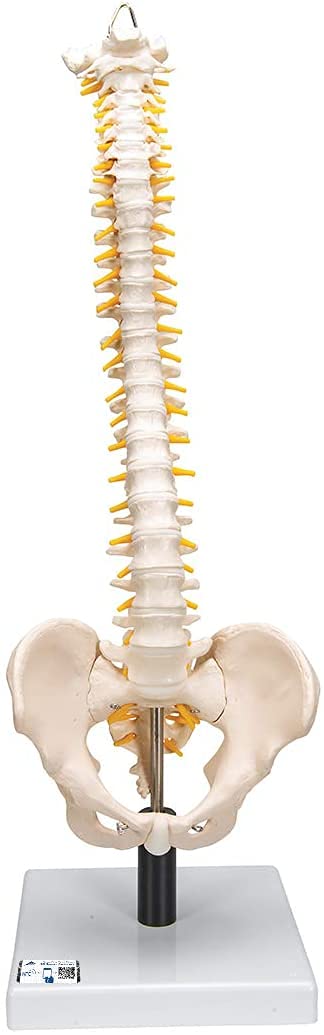 3B Scientific Flexible Spine with Soft Inter Vertebral Discs + free Anatomy App - 3B Smart Anatomy VB84