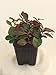 Wintergreen Plant - Gaultheria - Teaberry - Aromatic Leaves - 2.5" Pot
