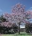 December01 &Royal Empress Tree 80 Seeds Paulownia Fast Growing Tree
