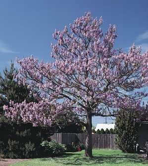 December01 &Royal Empress Tree 80 Seeds Paulownia Fast Growing Tree December01 &Royal Empress Tree 80 Seeds Paulownia Fast Growing Tree