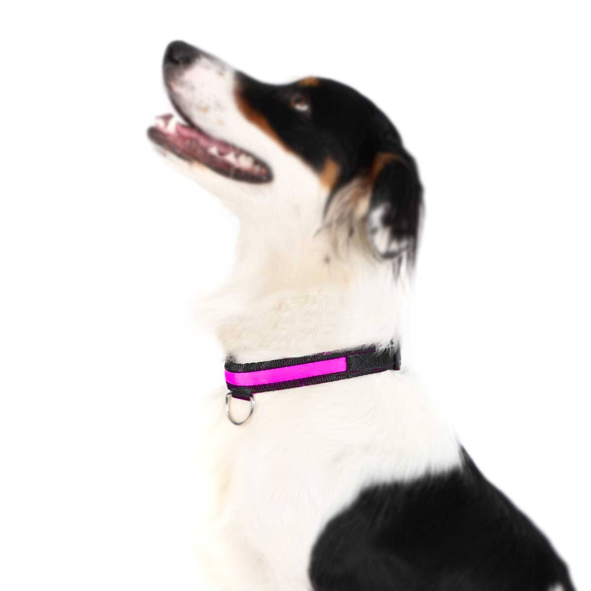 NIUCOM Luminous LED Nylon Dog Collar · Ideal for Night Walks · LED Collars for Your Dog or Pet · 3 Lighting Modes · Easy to Disassemble and Clean (L, Pink)