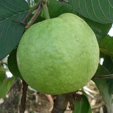 IndianAgro K.G. Guava Fruit Seeds - Sweet Amrut Fruit Seeds - Giant Guava Fruit - Dwarf Plant Fruit Seeds - Pack Of - 25 Seeds
