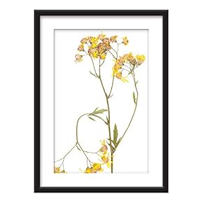 Framed Yellow Plant Speciemn Art in Black Picture...