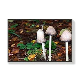 Canvas Wall Art for Living Room, Bedroom Mushroom Framed Canvas Prints for Home Decoration Ready to Hang - 16x24 inches