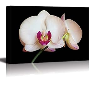 Canvas Prints Wall Art - White Orchids on a Black Background | Modern Wall Decor/Home Decoration Stretched Gallery Canvas Wrap Giclee Print. Ready to Hang - 12" x 18"