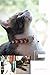 WAAAG Pet Supplies Aztec Tribal Collar, Leash, and Harness for Cats and Dogs - Small, Medium, Large (XXS)