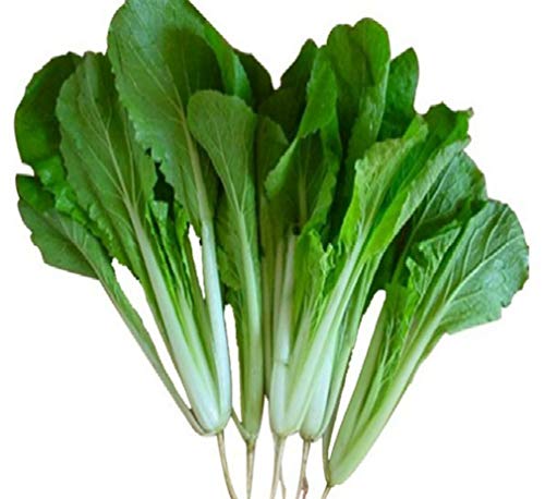 Early Four Season Sweet Crisp White Pak Choi Bok Choy Petiole 3000 Seeds Great Heirloom Vegetable Bulk for Planting Chinese Cabbage å››å­£å°ç™½èœç§å­