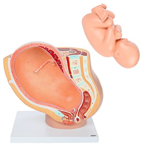 image for Axis Scientific Anatomy Model of Pregnancy Pelvis | Includes a Full-Te
