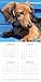 Dog Breeds - Dachshunds 2017 Monthly Wall Calendar, 12