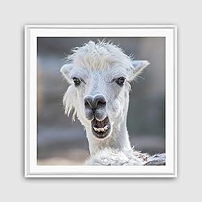 Framed Canvas Wall Art Alpaca Canvas Prints Home Artwork Decoration for Living Room,Bedroom - 16x16 inches