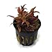 SubstrateSource 'Telanthera Cardinalis' Alternanthera reineckii Live Aquatic Aquarium Plant