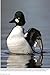 Wings on the Water: The Great Gallery of Ducks, Geese and Loons