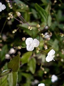 Home Garden 10 Tahitian Bridal Veil Commelina Gibasis Geniculata Cuttings Please Read Plants Seedlings