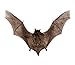 Real Taxidermy Bat | Lesser Bamboo Bat Specimen
