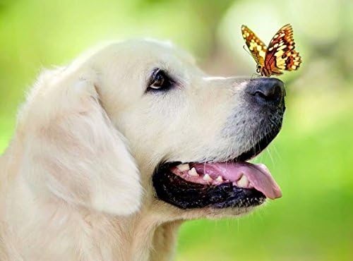 Tonzom Diamond Painting Kit DIY 5D Rhinestone 8 x 10 inches Cardboard Partial Drill Paint by Numbers for Kids and Adults Beginner with Stitch Pen - Gentle Labrador