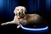 ILLUMISEEN LED Light Up Dog Leash | Ultra High Visibility Up to 350 Yards | 3 Lighting Modes | USB Rechargeable, No Batteries Needed | Padded Handle & Rotating Swivel Clasp to Prevent Leash Tangling