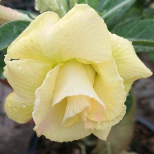 4 Rare Yellow Red Desert Rose Seeds Adenium Obesum Flower Perennial Exotic Perennial Seeds Home Garden Worldenergy Ae