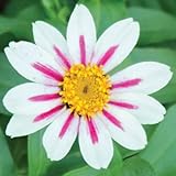 Starlight Rose Zahara Zinnia Certified 40 Seeds #2307 Item UPC#637632549265
