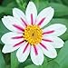 Starlight Rose Zahara Zinnia Certified 40 Seeds #2307 Item UPC#637632549265