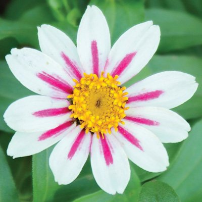 Starlight Rose Zahara Zinnia Certified 40 Seeds #2307 Item UPC#637632549265 Starlight Rose Zahara Zinnia Certified 40 Seeds #2307 Item UPC#637632549265