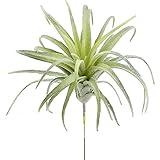 Supla 2 Pcs Artificial Succulent Plants Air Plants Dessert Plants Tillandsia in Light Green with Gray Tones 5.5