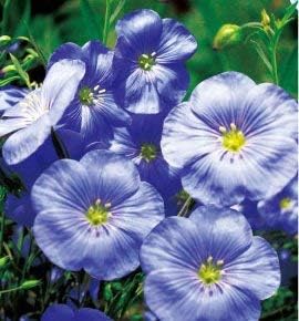 Amazon Co Jp Plat会社 Seedsオリジナル包装ハンギング植物の種子 ガーデンバルコニー鉢植えの花 青い花フラックスシード スカイブルーオーキッド 約40個g14 1 ホーム キッチン