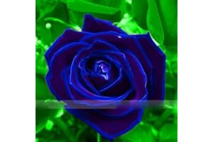 BOTARO Zennixplus Purple Blue Rose Big Flowering Plants Strong Fragrant Dazzling Garden Flower