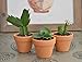 My Urban Crafts Small Terra Cotta Pots - Mini Clay Flower Pots - Great For Succulent & Cactus Nursery Planter, DIY Craft Projects, Wedding and Party Favors - 1 x 1.5 Inches (Set of 12)