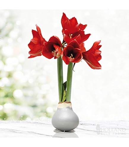 邦楽 amaryllis 公式特典付き】よしか⁂「Amaryllis」CD | YUZURIHA Records