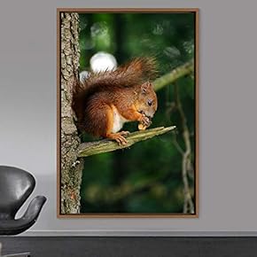 signwin Framed Canvas Wall Art Squirrel Animals Fun...