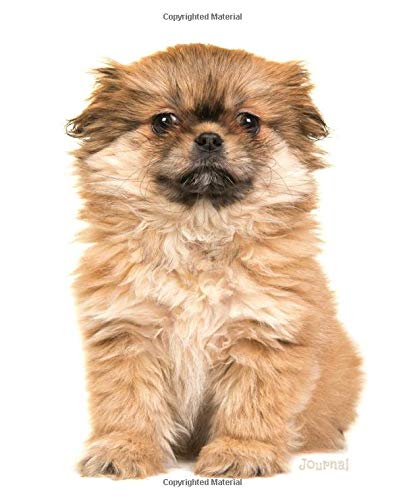 tibetan spaniel puppies