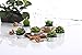 Decorative Scented Smokeless Cactus Tealight Candles, Cute Mini Succulent Plants Candles (Perfect for Home Decor/ Birthday Gift/ Christmas Festival/ Wedding Props/ House-Warming Party), Green, 12 pcs