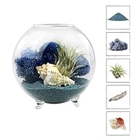 NW Wholesaler - Air Plant Orb Glass Terrarium Complete Kit - Great for Home Decor, Gifts or a Fun DIY Project (Blue Sand)