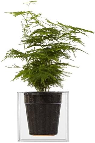 Boskke Clear Cube Tabletop Planter - Small