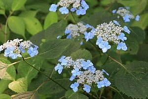 Amazon Co Jp ヤマアジサイ シチダンカ 七段花 7 5 9cmポット Diy Tools Garden