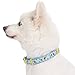 Blueberry Pet Essentials 10 Patterns Statement Funny Parrot Designer Adjustable Dog Collar, Medium, Neck 14.5