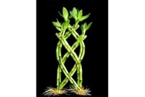 JM BAMBOO 1 Set of Fence ( Palm or Trellis) Lucky Bamboo for Feng Shui or Gifts